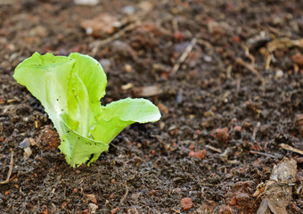 Tiny sprout of a lettuce growing on a good soil.