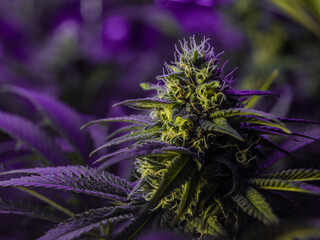 Home grown medical marijuana showing trichomes before harvest