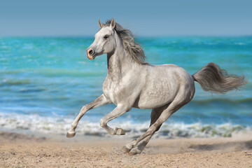 White arabian horse run against the ocean