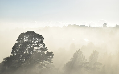 A pine tree stands in the middle of a sun-filled valley with morning cloud and low lying mist 