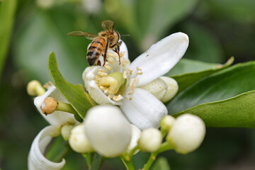Closer view of a garden bee pollinating an orange tree's flower.