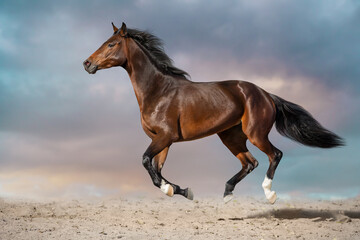 Horse free run gallop in desert storm