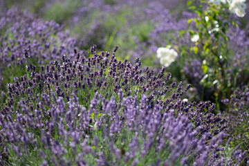 field with lavender in Romania,Bistrita