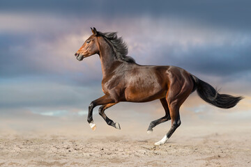 Fototapeta na wymiar horse running in the desert
