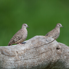 Doves on branch