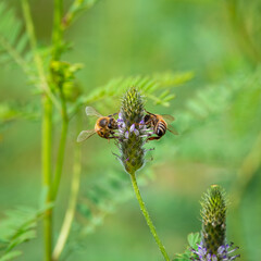 bee on a flower