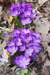 Beautiful spring flowers. Wild crocuses in the forest. Holiday background. Fresh natural beautiful flowers.