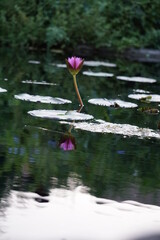 Photos of nature, birds, a lit gas tiki torch, and diy paper lanterns on water taken at the Jacksonville Zoo and Gardens