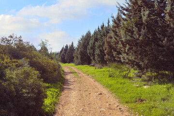 Fototapeta na wymiar Path through a rural area in Israel; In the photo: Green Cypress trees, big foliage, and blue sky.