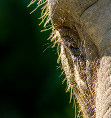 elephant eye close-up