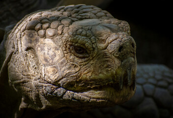 giant island tortoise head