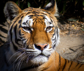 portrait of a Bengal tiger