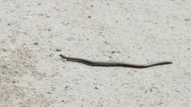A legless lizard, Slow worm moving on a dirt path in Estonia, Northern Europe