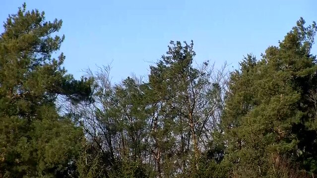 Der Sturm wirkt in den Baumkronen des Waldes bedrohlich (Originalton)