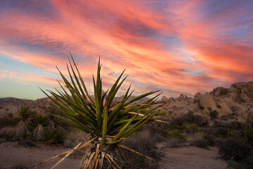 Joshua tree sunset