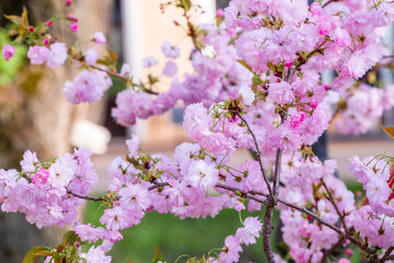 Fototapeta premium Cherry blossoms close up. Branches covered with flowers and petals. Nature floral background. Pink sakura flowers in spring. Seasonal wallpaper.