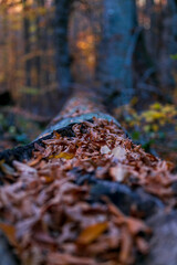 Beautiful fall scene in the forest: Autumn nature reflection. Vivid morning in colorful park with branches of trees. sunlight and colorful leaves. 