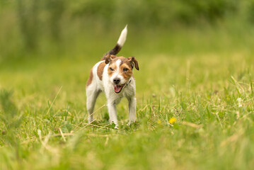 Naklejka na ściany i meble Lovely beauty Parson Russell Terrier dog stands in a green meadow in front of green background an is looking