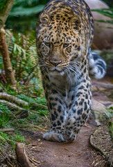 Leopard walking in the zoo.