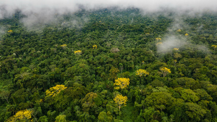 Untouched Dense Rainforest. Aerial View