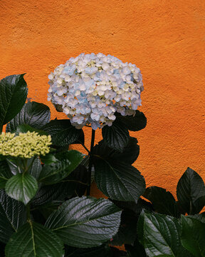 Ultimas Flores