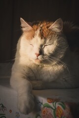 Fototapety na wymiar - Fototapeta24.pl