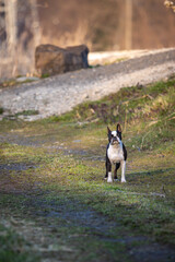Obraz na płótnie Canvas Loyal dog on walk makes eye contact.