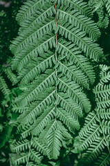 fern leaves