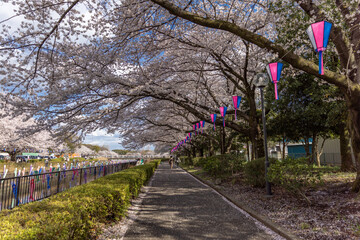 Japan cherry blossoms in a beautiful park