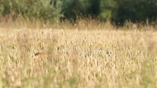 Alert Roe deer feeding in crop field and leaving on a sunny late summer evening