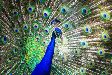 Fototapeta na wymiar Blue Peacock, Florida, USA