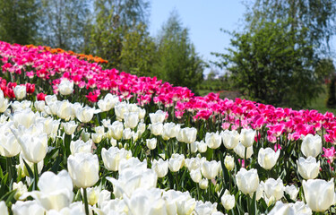 Springtime, beauty in nature. Beautiful tulips field in Ukrainian nature park named Dobropark. Selective focus