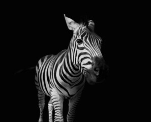 Fototapeta na wymiar Burchell's zebra on black background