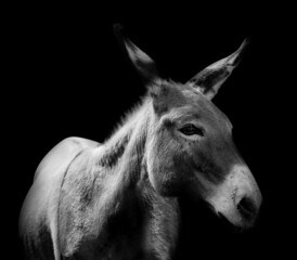 Fototapeta na wymiar Black and white portrait of cute donkey on dark background