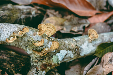 tree trunk in the forest
