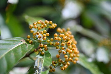 The Samajaya Stutong Forest Park Nature Reserve at Borneo Island, Sarawak