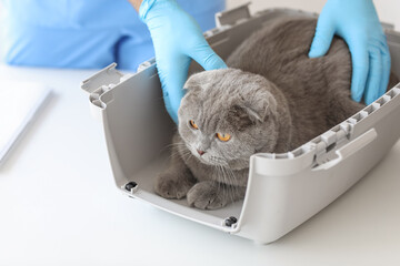 Veterinarian examining Scottish fold cat in clinic