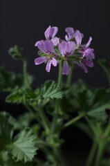 Fototapeta premium Violet geraniums on a black background