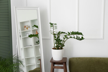 Houseplant and mirror near light wall in living room interior