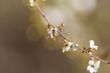 syrphid sucking honey. a syrphid sitting on a spring flower. blooming tree in spring