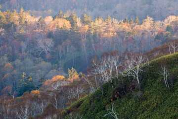 夕日に映えるダケカンバ