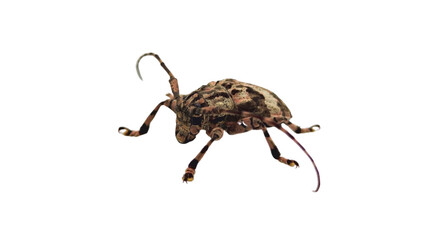 Longhorned Beetles Cerambycidae  Longhorned Beetles on a white background