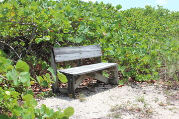 Wooden bench in the woods