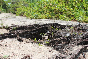 Low angle dark tree stump in the sand