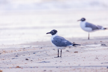 Seagulls standing in the sand on the beach