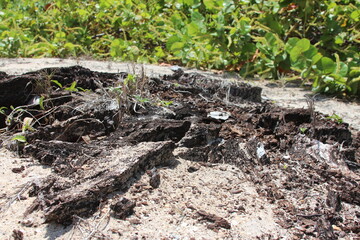 Low angle dark tree stump in the sand