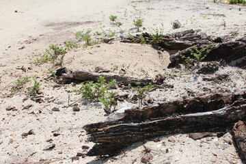 Low angle dark tree stump in the sand