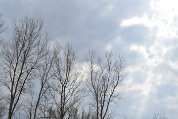 Bright Cloudy Sky Over Bare Trees