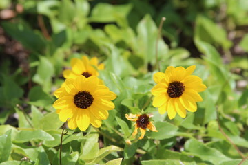 Yellow sunflowers during spring on the beach