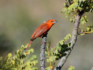 Hepatic Tanager – Piranga-flava – sanhaço-de-fogo 